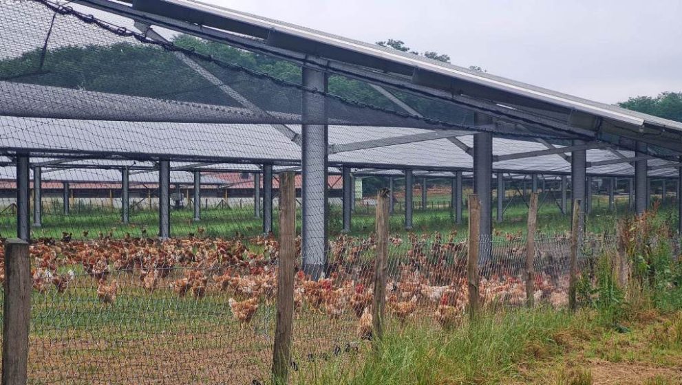 Contrer la grippe aviaire : utilisez des ombrières photovoltaïques avec des filets de protections sur parcours de volailles